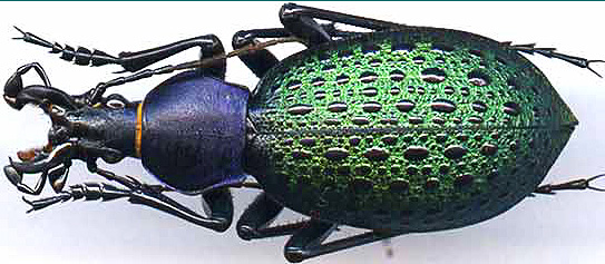 http://www.gorodinski.ru/carabus/Coptolabrus formosus rostandi.jpg